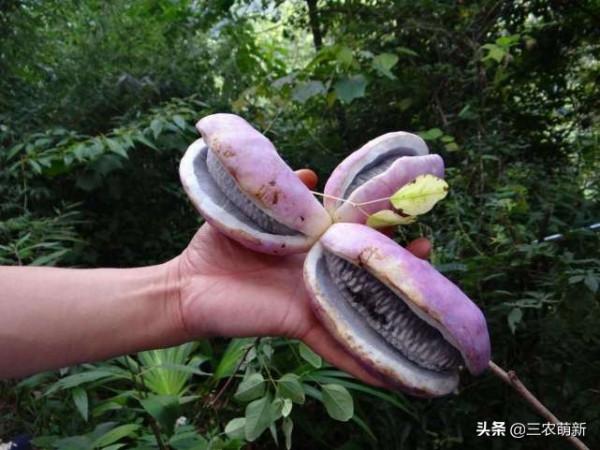 10種香甜的農村野果子，你還記得幾種？吃過幾種？認識它們漲知識