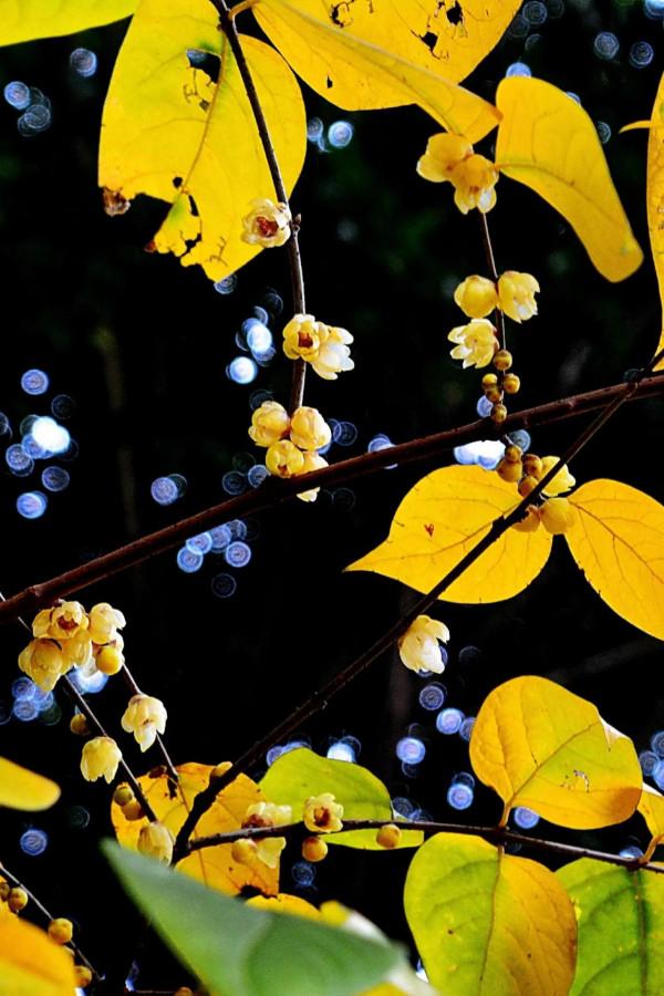 臘梅·白梅·紅梅：三梅齊放