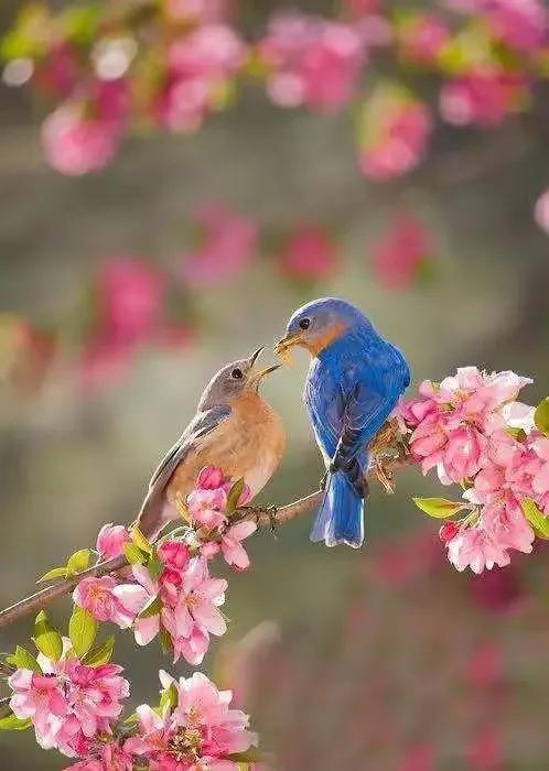 分享圖片&mdash;&mdash;山清水秀 鳥語花香