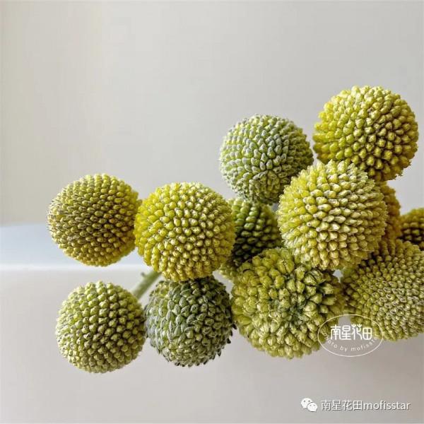 黃金球 · 萌系小鼓槌