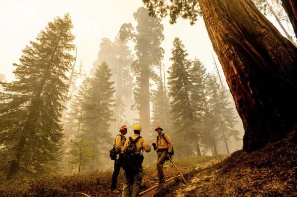 山火籠罩紅杉國家公園 山火籠罩紅杉國家公園