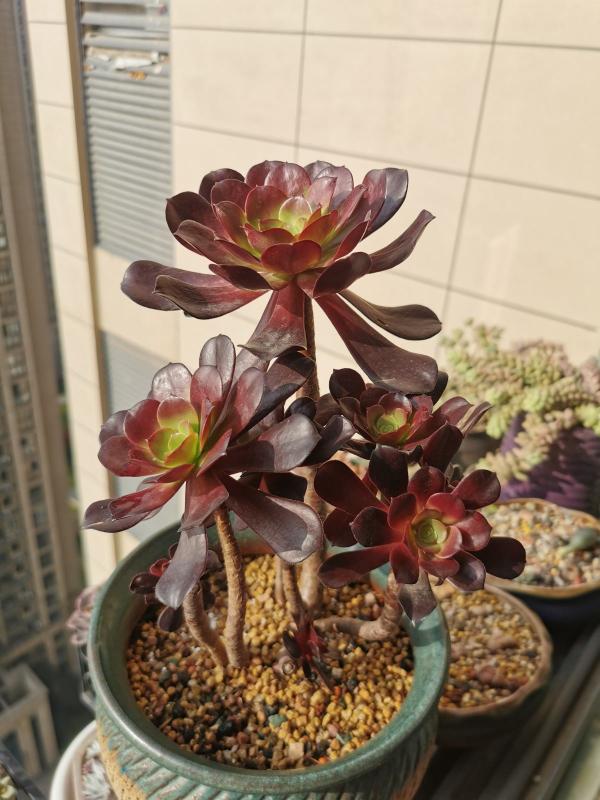 不想養綠植,種了這4種“黑植”,養得起勁卻差點被扔掉 不想養綠植,種了這4種“黑植”,養得起勁卻差點被扔掉