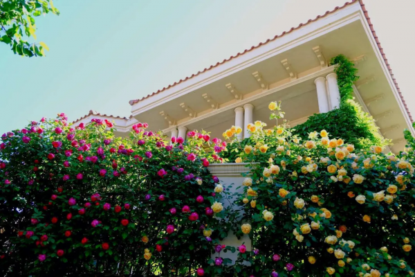 東北花友走遍歐洲著名花園,回國後建了座四季有花的北方花園 東北花友走遍歐洲著名花園,回國後建了座四季有花的北方花園
