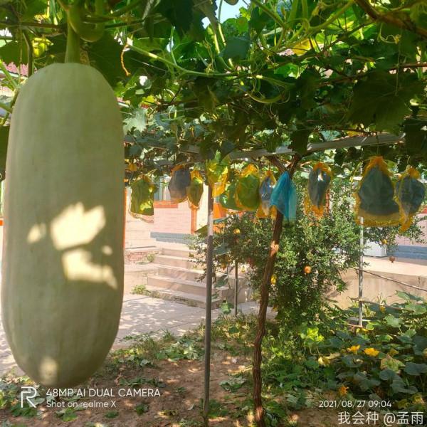 去年栽苗今年H架36平米滿架