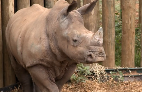 這隻貓天天和貓頭鷹幹架,卻打出了一段黑白配神仙友情 這隻貓天天和貓頭鷹幹架,卻打出了一段黑白配神仙友情