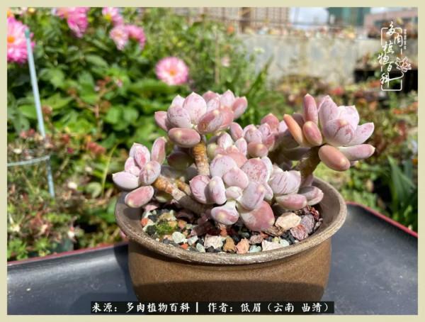 正是花好月圓時，再訪楊姐的屋頂花園