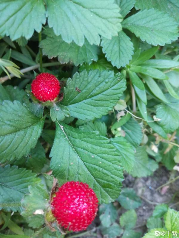 農村常見的花，城裡很少見到，認識的人越來越少