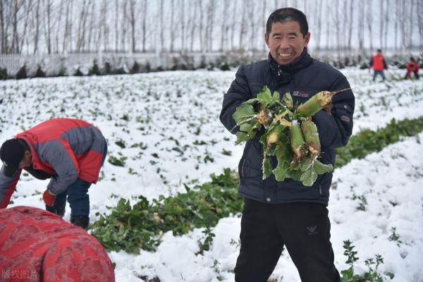 蘿蔔怕凍嗎？什麼時節收最合適？記住6點可受益