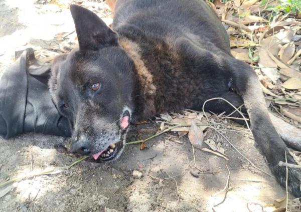 狗狗患病主人不救反而給它挖坑，他一邊挖一邊對它說：你快死吧