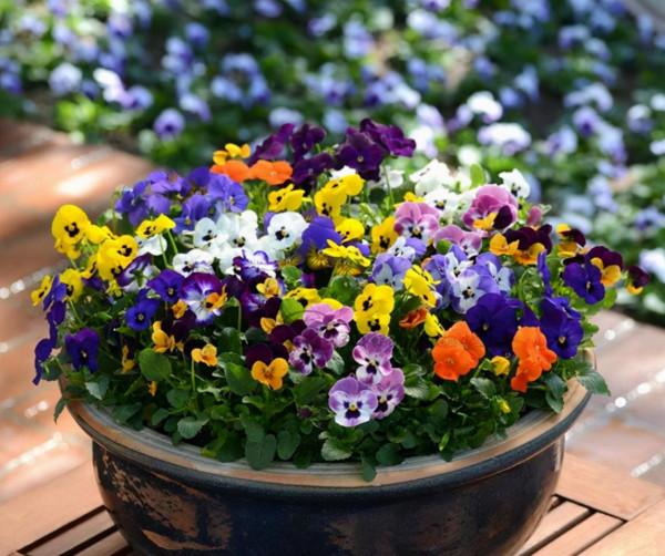 學會三色堇的種植方法，養出一院子的“彩虹花”，指日可待