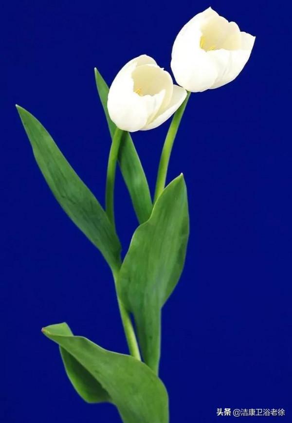 請欣賞美麗的奇美花草