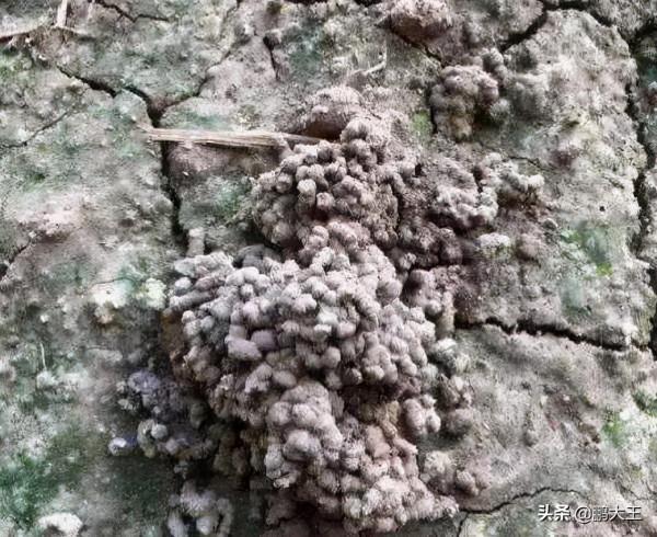 養花換土又髒又麻煩,不如丟下“這2物”,舊土成新土,養啥都行 養花換土又髒又麻煩,不如丟下“這2物”,舊土成新土,養啥都行