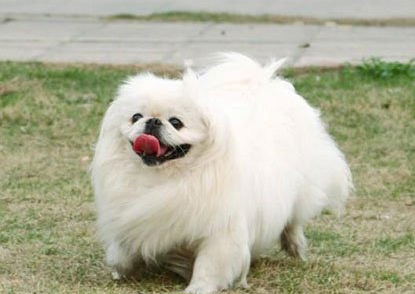 這些“容易發臭”的狗要慎選!顏值不低,味道難聞 這些“容易發臭”的狗要慎選!顏值不低,味道難聞