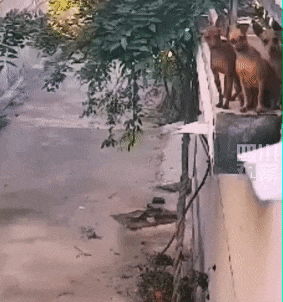 你有沒有發現，好像土狗都喜歡看熱鬧