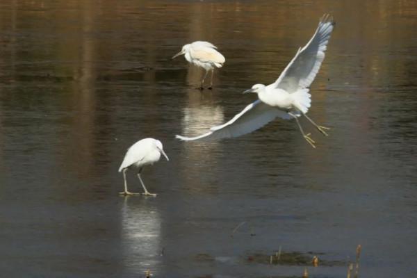 崇明有一群“冰上精靈”