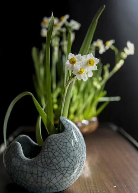 水仙花 大全 請欣賞 美極了