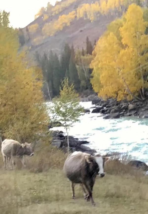 盤點新疆北疆旅遊十大必去景點（3）：“人間淨土”喀納斯