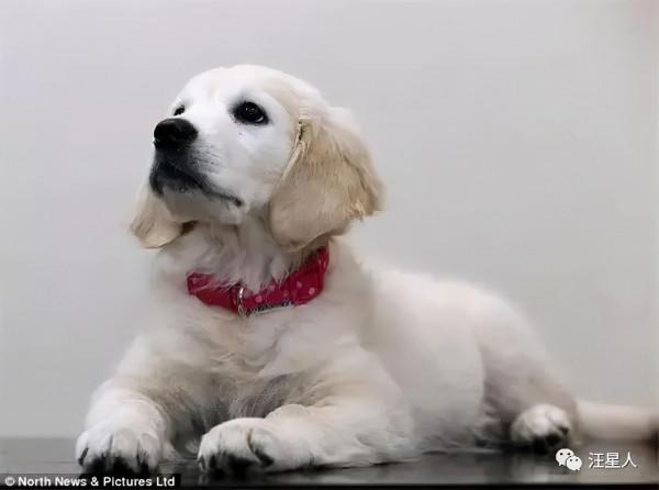 廚房突發大火,僅有2個月的小金毛死裡逃生 廚房突發大火,僅有2個月的小金毛死裡逃生