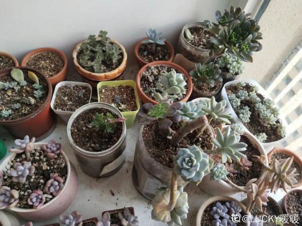 冬天6類花，葉片和花苞別噴水，一噴就爛了