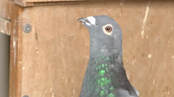 死了8只、救活10只!一萬多一隻的賽鴿就這樣沒了? 死了8只、救活10只!一萬多一隻的賽鴿就這樣沒了?