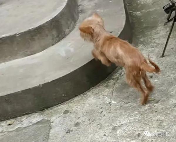 小狗歡歡生病記 小狗歡歡生病記