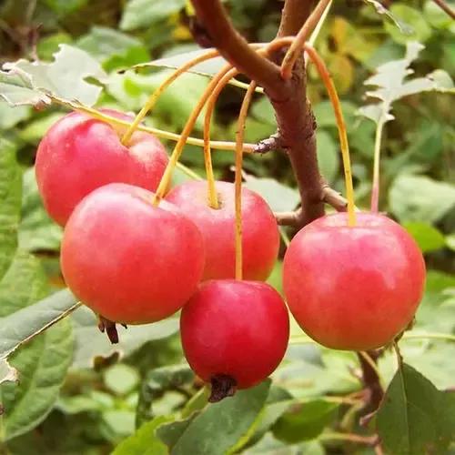 雙子座2022年年運