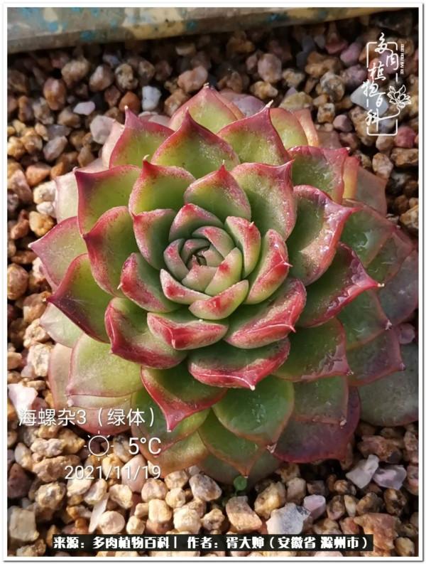 因多肉遇見滿滿的愛和美好，有多肉相伴，歲月生香