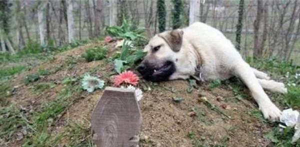 狗不死家：曾經農村大笨狗的幾種死亡方式