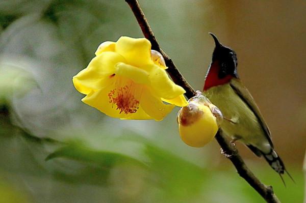 太陽鳥與金色茶花