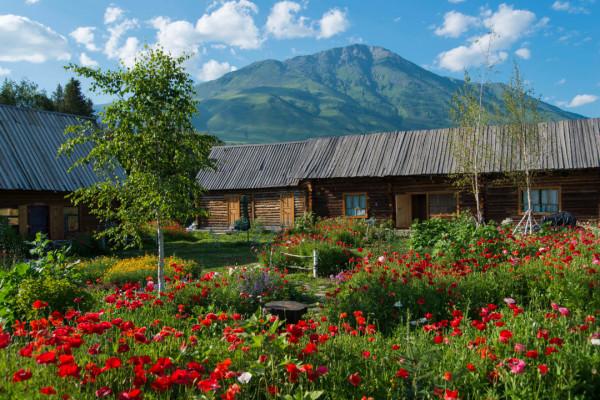 多少人的夢想!湖南姑娘用5年,在新疆禾木打造了個絕美花園 多少人的夢想!湖南姑娘用5年,在新疆禾木打造了個絕美花園
