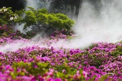 分享——杜鵑花