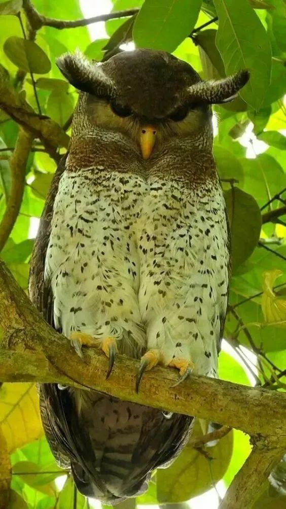 33種美麗的鳥欣賞 33種美麗的鳥欣賞