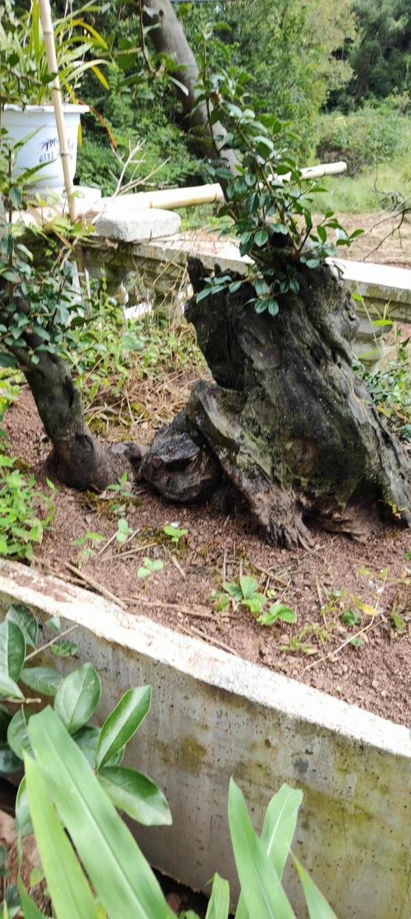 我家盆景金彈子（己炭化）