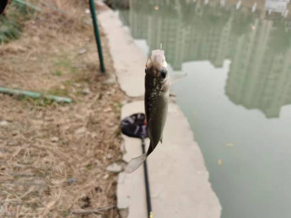 釣無定律，根據魚情調整了浮漂和餌料狀態，讓我收穫滿滿