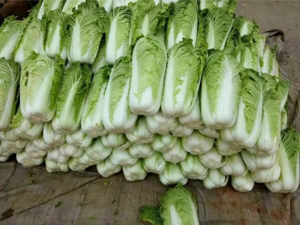 愛斯基摩人為啥幾乎一輩子吃生肉？“基因變異”還是另有原因？