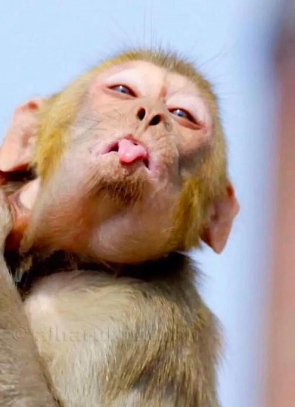 分享：抓拍動物精彩瞬間，驚豔絕倫，實為罕見