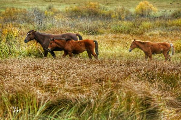 我為何會建議在秋天去呼倫貝爾大草原看看？因為它會變成一幅油畫