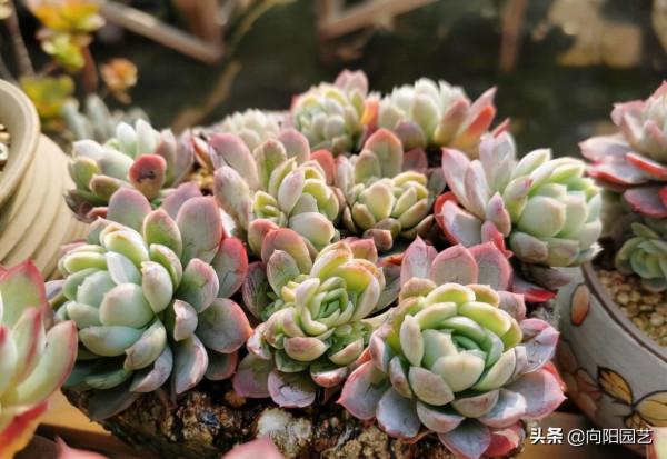 多肉不髮根,跟土沒有關係,提高溫度,增加溼度,很快就會發根 多肉不髮根,跟土沒有關係,提高溫度,增加溼度,很快就會發根