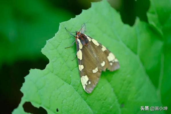 創造栩栩如生的木雕昆蟲