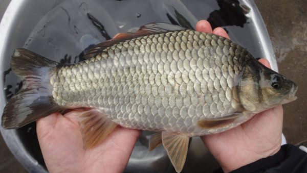 冬季做到六要點，大板鯽釣到手軟