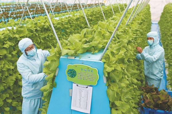 “海歸廠二代”工廠種蔬菜,不用土壤長在氣霧裡,1畝相當8畝土地 “海歸廠二代”工廠種蔬菜,不用土壤長在氣霧裡,1畝相當8畝土地