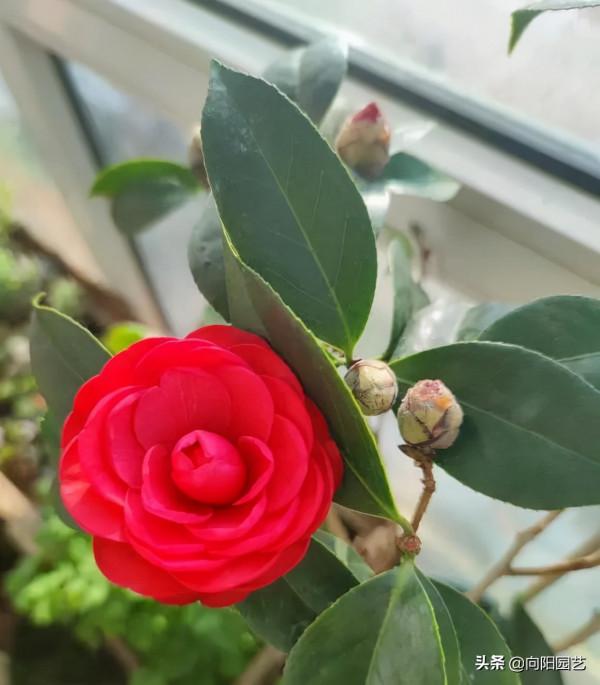 開春養花，首選這12種，花開200天，風吹日曬都不怕，爆開不停