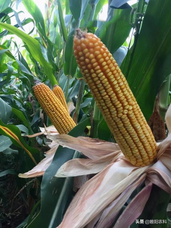 玉米三遍藥,一季噴三遍,殺蟲治病又增產,最多增產200斤 玉米三遍藥,一季噴三遍,殺蟲治病又增產,最多增產200斤