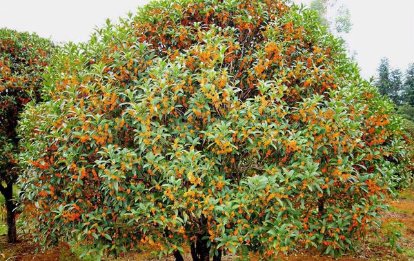 院子裡有空地就種這“三種樹”，沒地擠擠也要種，寓意深遠還旺家