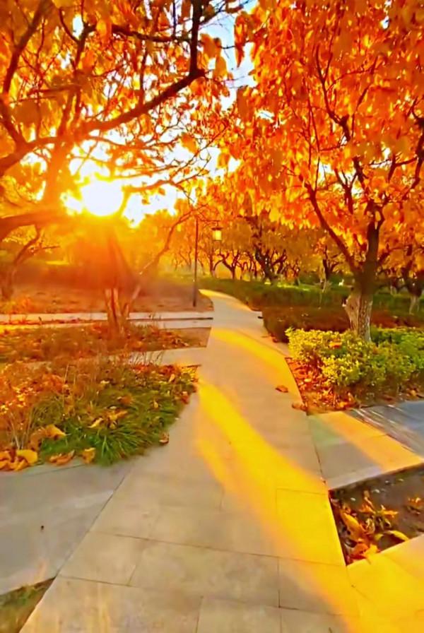 美景：夕陽下，公園裡，小徑上