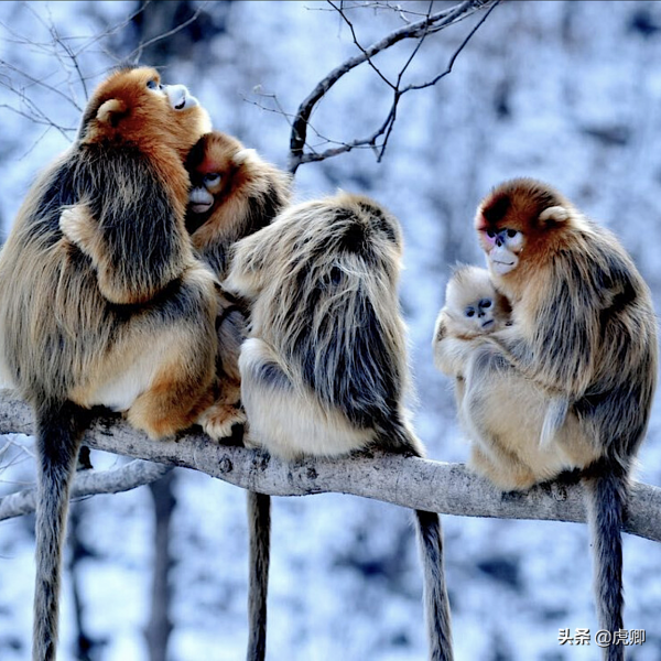 秦嶺金絲猴父女被16萬元販賣，猴媽自盡，囚禁野生動物何其殘忍？