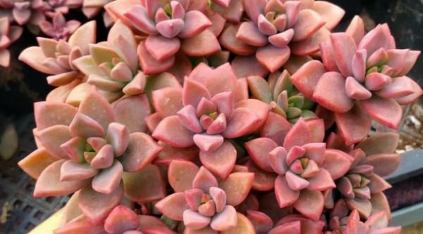 5種多肉植物，皮實好養，能養死的都是人才