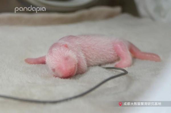 今天，來說說如何給大熊貓“充電”