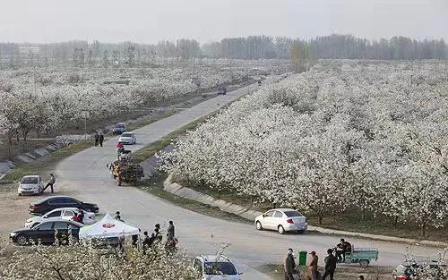 黃河故道（碭山段）一一故道憶舊路 梨花十里迎
