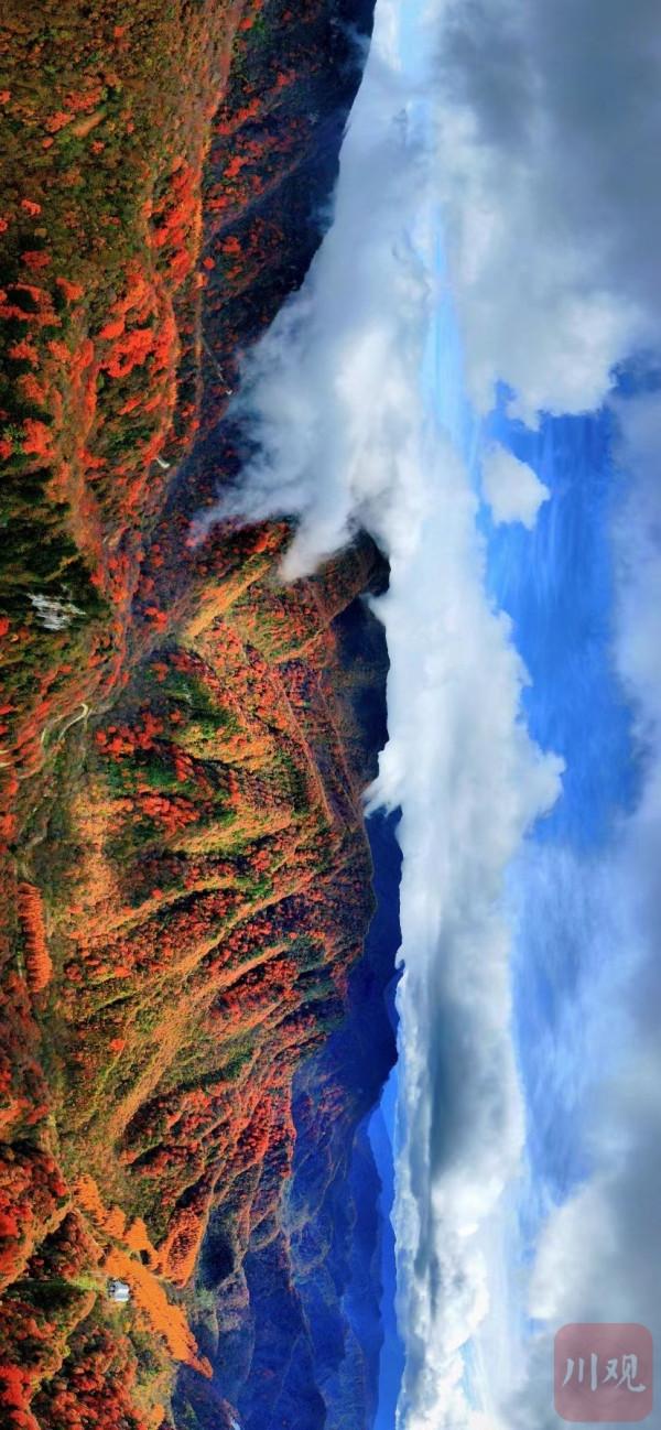 秋天最美的約定 光霧山的紅葉又紅啦